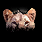 Image 334
